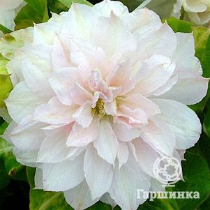 

Клематис Дансинг Дорин махровый мелкоцветковый (2)
