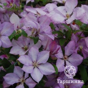 Клематис Маргарет Хант крупноцветковый (3)