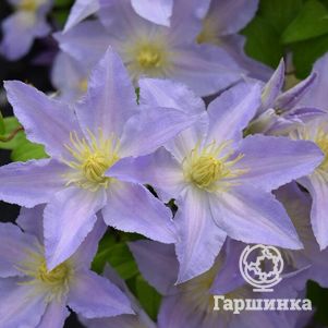 

Клематис Спотлайт крупноцветковый (2)
