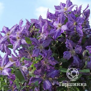 Клематис Тай Дай (Бантик) крупноцветковый (3)