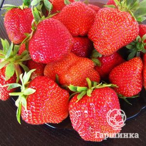 

Клубника Дарселект