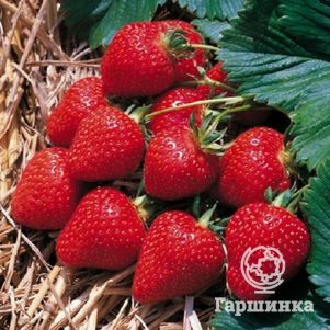 

Клубника Флоренс