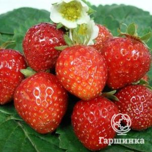 

Клубника Тенира