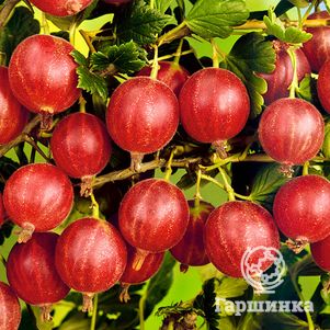 

Крыжовник Сеянец Лефора