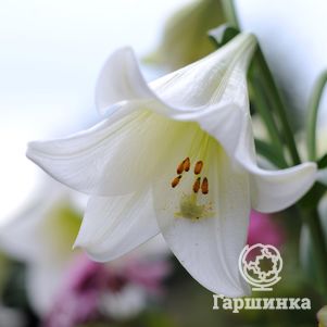 

Лилия Бах лонгифлорум