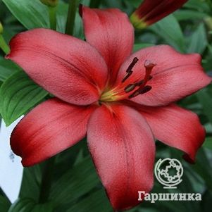 

Лилия Камсберг ЛА-гибрид