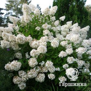 Гортензия Матильда метельчатая