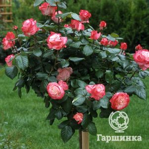 

Роза Ностальжи на штамбе 90см