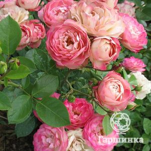 Роза Акрополис, Мейян, цвет 6 см
