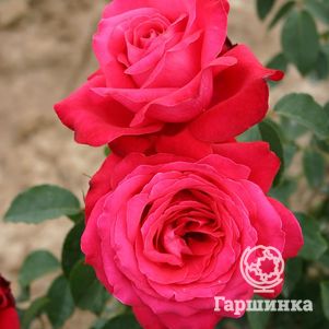 Роза Алекс Ред, Топалович, цвет 16 см - фото 1