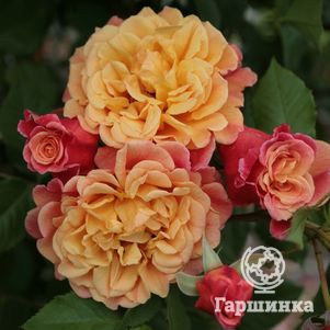 

Роза Алоха, Кордес
