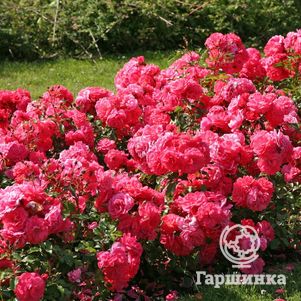 

Роза Бад Бирнбах/Бонапарт, Кордес
