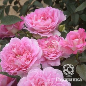 

Роза Борнео Одор, Интерплант