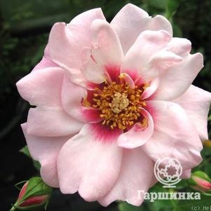 

Роза Брайт Айз/Энжел Айз, Ворнер