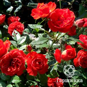    , Imperial Rose