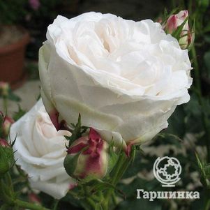 

Роза Буль Де Неж, Гийо