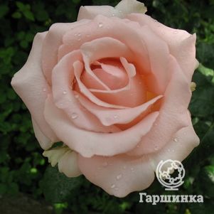 Роза Импульс чайно-гибридная
