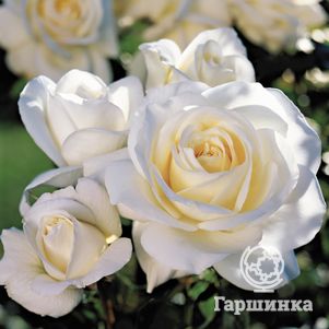 Роза Эдельвейс флорибунда - фото 1