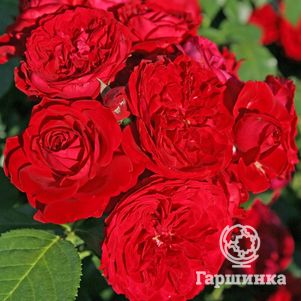

Роза Роткапчен флорибунда, Кордес