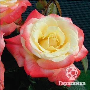Роза Фиджи, Интерплант, цвет 12 см