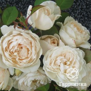 Роза Глиндебурн, Харкнесс, цвет 9 см - фото 1