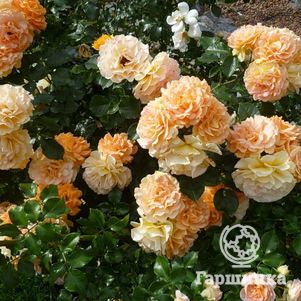 Роза Филгри флорибунда, цвет 10 см