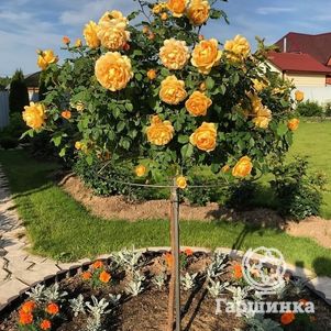 

Роза Голден Селебрейшн на штамбе 110см