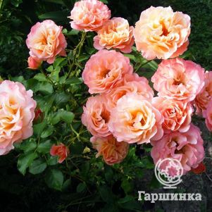 Роза Кубана, Топалович