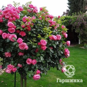 

Роза Леонардо Да Винчи на штамбе 110см