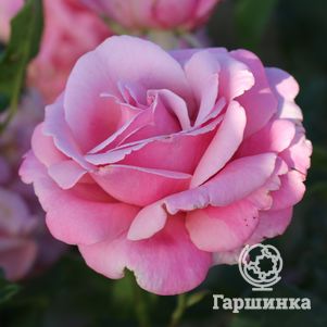 

Роза Мемориал Дей/Милли Роуз/Парфюм де Либерте, Викс