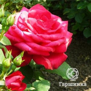 

Роза Дам де Кер мускусная, Ленс