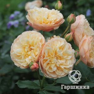 

Роза Наталия Фрайла, Фено Гено