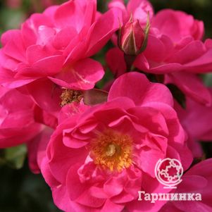 Роза Неон флорибунда, Кордес