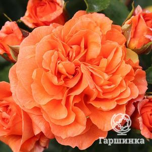 

Роза Оранжери, Топалович