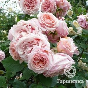 

Роза Поль Бокуз, Гийо