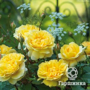 

Роза Зе Поэтс Вайф, Д.Остин кустарниковая (лиц)