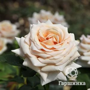 Роза Поль Рикард чайно-гибридная - фото 1