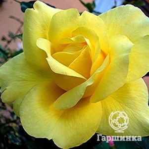 

Роза Президент А.Зинш, Дельбар