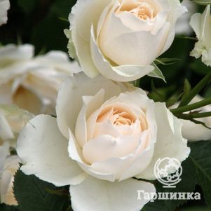 

Роза Принцесс оф Уэлс, Харкнесс