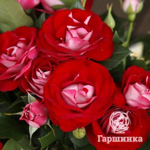 

Роза Роуз дер Айнхайт, Кордес