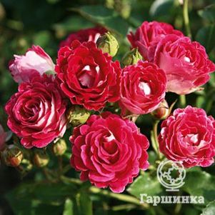 

Роза Шоне Кобленцерин, Топалович