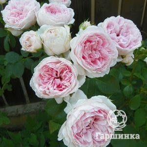 

Роза Синдерелла кустарниковая, Кордес