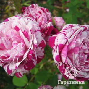 Роза Вариегата Ди Болонья бурбонская, Кордес