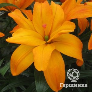 

Лилия Скубиду азиатская махровая /1шт