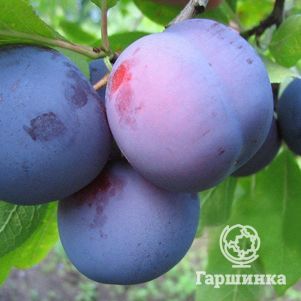 Слива домашняя Малаховская