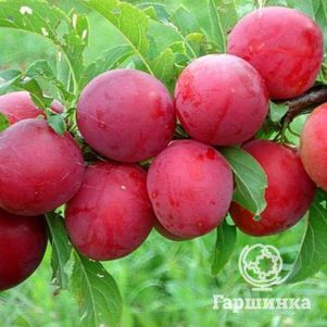 Слива Розовый шар китайская