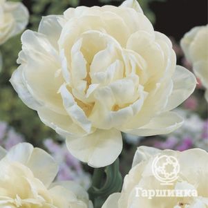 

Тюльпан Ап Уайт махровый 5шт