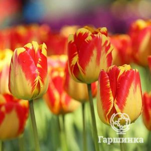 

Тюльпан Баня Лука Дарвина 5шт