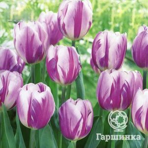 

Тюльпан Флэминг Флэг Триумф 5шт