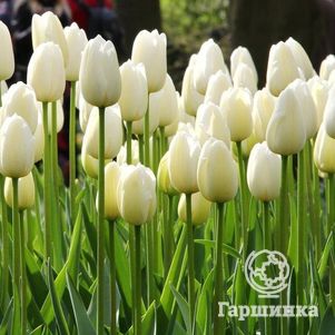 

Тюльпан Катрин простой поздний 5шт